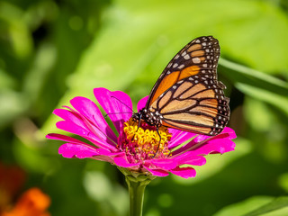 Fototapeta na wymiar Close-up of a Monarch butterfly, Danaus plexippus, on a flower