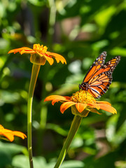 Close-up of a Monarch butterfly, Danaus plexippus, on a flower
