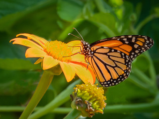 Close-up of a Monarch butterfly, Danaus plexippus, on a flower