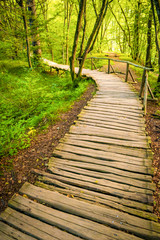 Wooden board path leading to nature with green tress and nature around. Way to nature and forest.