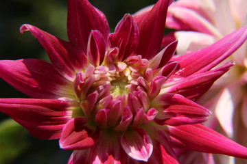 Ein Sommertraum in voller Bl&uuml;te