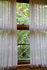 満開のねむの木が目の前に見えるカーテンの付いた窓