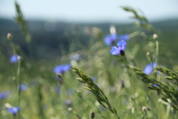 Natur pur, Kornblume im Getreidefeld 3