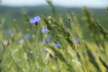 Natur pur, Kornblume im Getreidefeld 2
