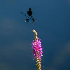 dragonfly flying over a flower