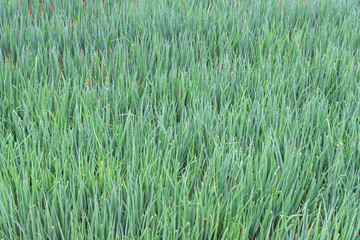 Abstract texture with stalks of green onions