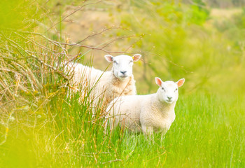 Obraz premium To cute white sheeps in green landscape looks to curious to. Postcard mage with blank space.