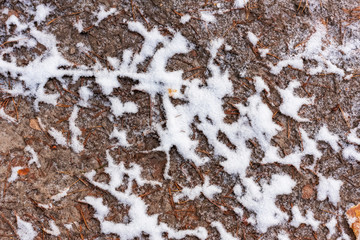 Wet sand with pine needles covered with frost