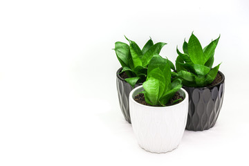three green plants sanseviera in a pots side view