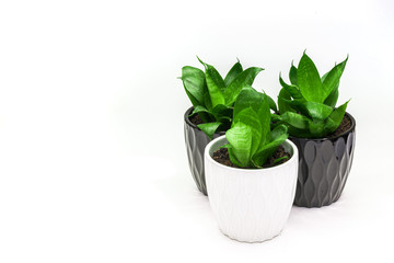 three green plants sanseviera in a pots side view