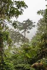 Rain Forest in Costa Rica. View of the Vegetation in the Costa Rica Rainforest during the Green Season.