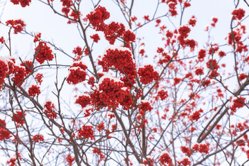 Bunches of mountain ash on branches under the snow