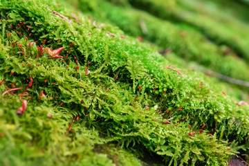 Abstract background with wet moss growing waves