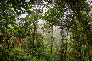Rain Forest in Costa Rica. View of the Vegetation in the Costa Rica Rainforest during the Green Season.