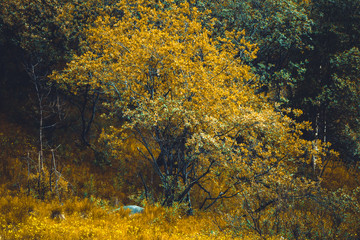 colored autumn in the forest