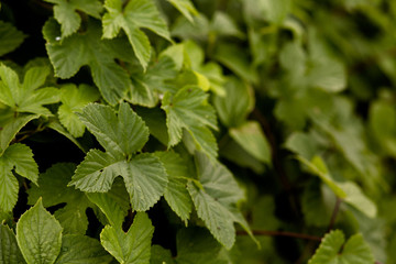 Fototapeta na wymiar Green leaf of ivy or grapes hedge. Selective focus on left side of image. Green floral background or texture. Close up shot.