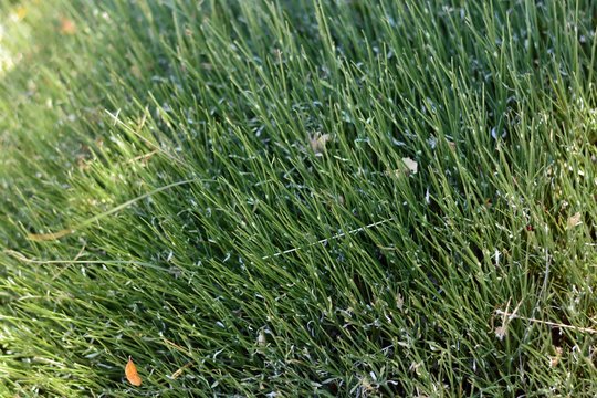 Erinacea anthyllis, conocida como asiento de pastor, aulaga almohadillada o coj&iacute;n de monja