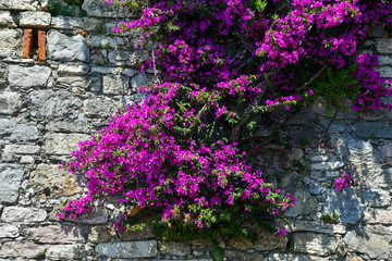 Fototapeta na wymiar Close-up of an old stone wall with a climbing plant of bougainvillea in bloom, Liguria, Italy