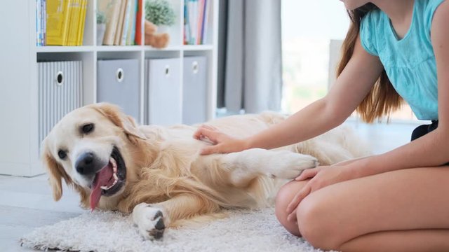 Little girl petting dog in light kids room on a floor, golden retriever breed