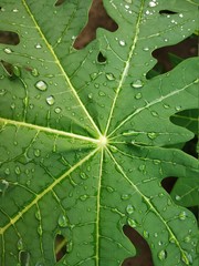 rain drops on leaves of a papaya plant