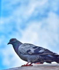 dove is ready to move