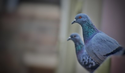 pigeons are sitting on the floor