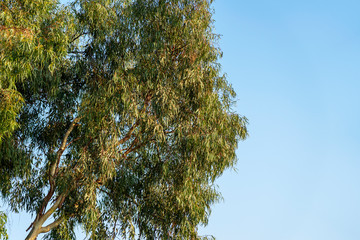 tree branches against blue sky