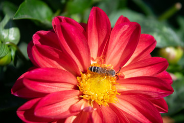 bee on flower