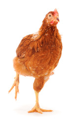 Brown hen isolated.