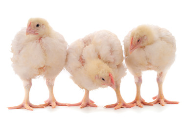 Three chicken or young broiler chickens.