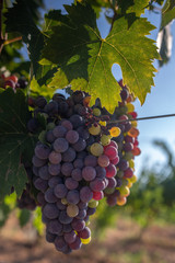 Grapes ready to harvest, for wine production in Corsica, France