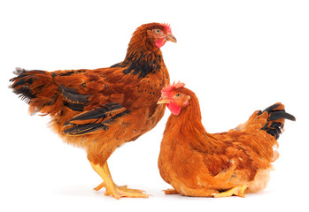 Two brown hen isolated.