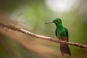 Hummingbird in a Branch. Green Hummingbird in a Branch, in Costa Rica