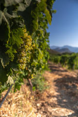 Grapes ready to harvest, for wine production in Corsica, France