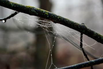 Spider web with raindrops, close-up.