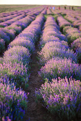 Naklejka na ściany i meble Rows of bushes of blooming lavender. Close up.