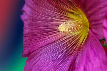 
macro of flowers, made in different gardens