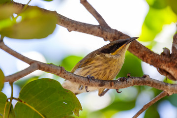 A bird resting on the tree