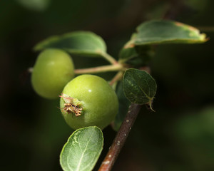 
macro of flowers, made in different gardens