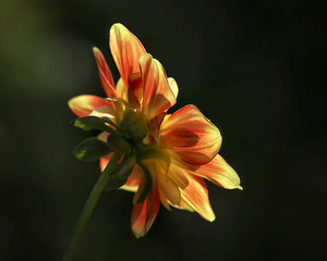 
macro of flowers, made in different gardens