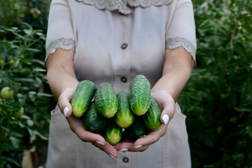 Female hands hold cucumbers in outstretched palms