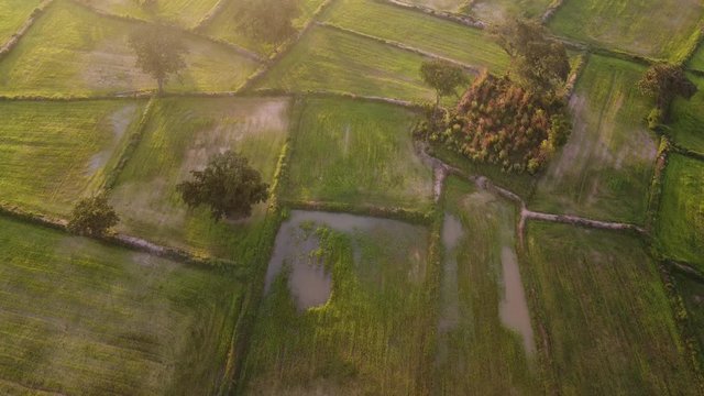 sunrise in green filde of farm
