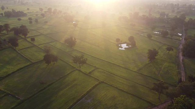 sunrise in green filde 