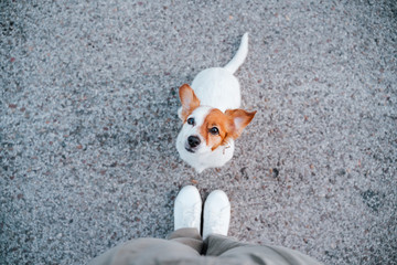 top view of cute jack russell dog in the street. standing close to owner feet. Pets outdoors and...