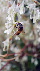 bee white flower