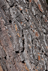 Athens, Greece, August 2020: Pine tree bark close up