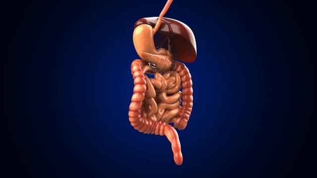 Human Digestive System Anatomy For Medical Concept 3D