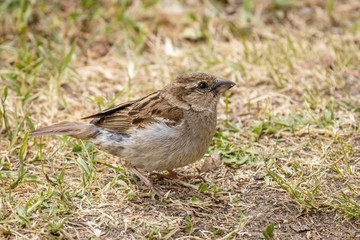 House sparrow (Passer domesticus)