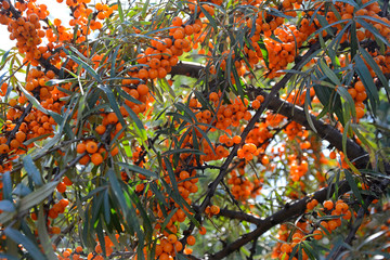 Branches with ripe bright sea buckthorn