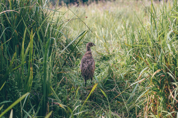 Young Pheasant